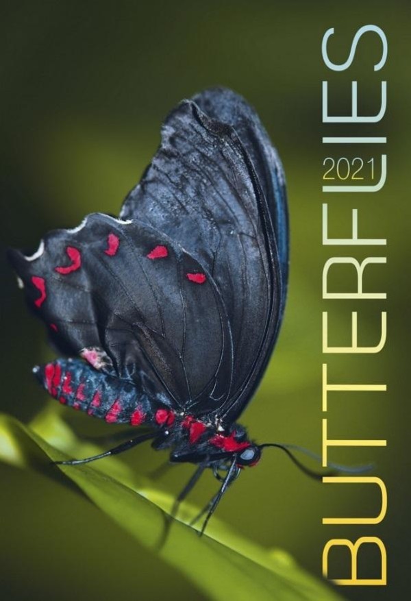 Kalendarz ścienny 2021 Motyle