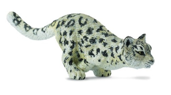 Leopard śnieżny młody biegnący