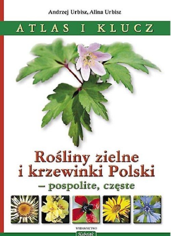 Rośliny zielne i krzewinki Polski - pospolite, częste Atlas i klucz