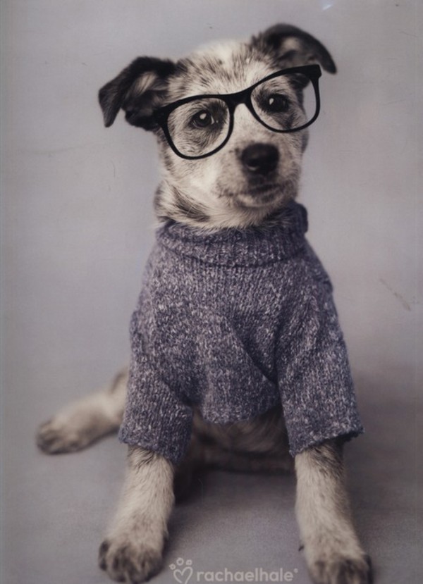 Teczka z gumką A4 Rachael Hale Pies w okularach